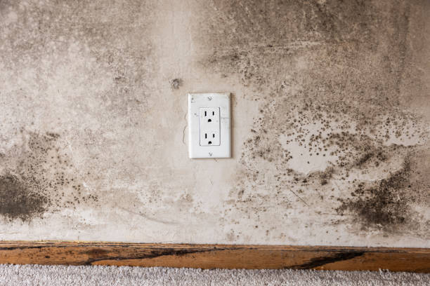Reliable Paoli, PA Mold Removal Solutions